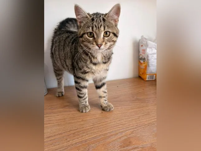 Chatons à donner thumbnail 7