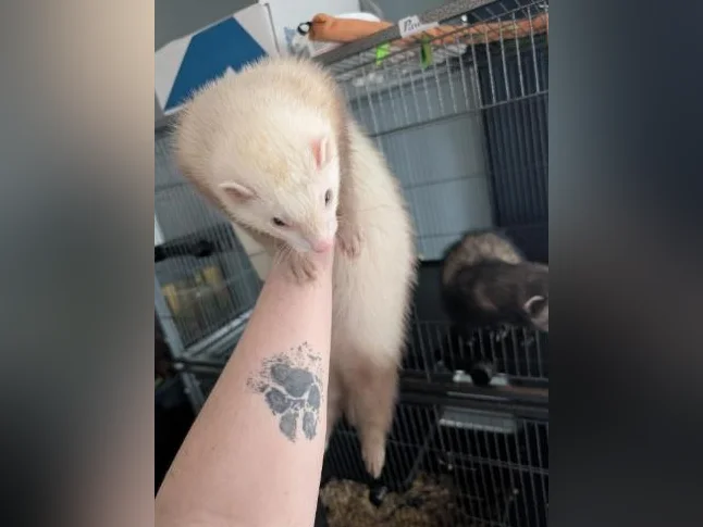 Furet a vendre