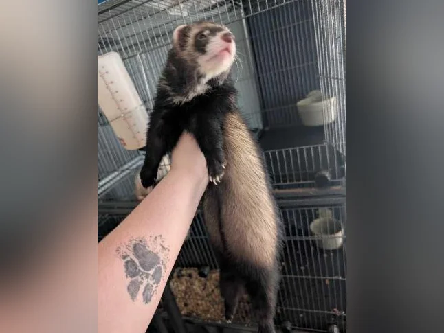 Furet a vendre thumbnail 2