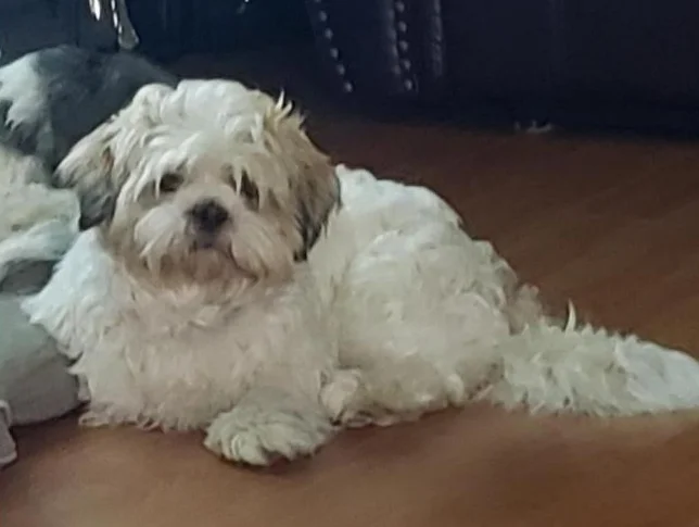 Shih tzu mâle non opéré thumbnail 3