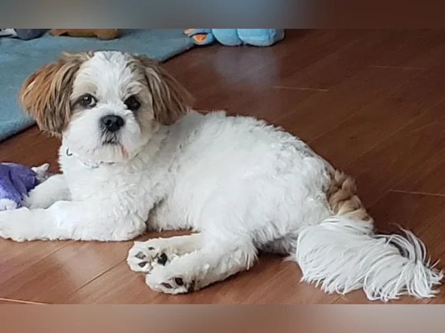 Shih tzu mâle non opéré