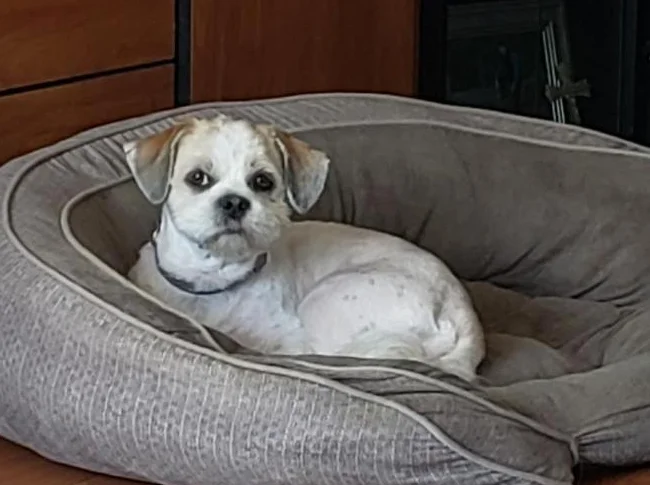 Shih tzu mâle non opéré thumbnail 2