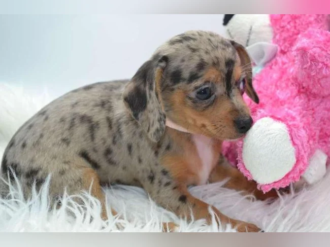 Chiot teckel croisé chihuahua FEMELLE thumbnail 4