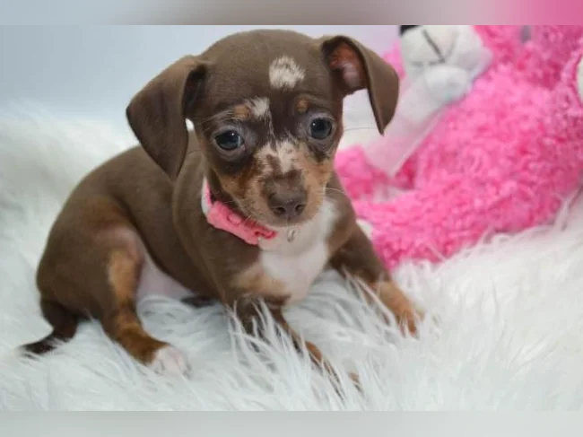 Chiot teckel croisé chihuahua FEMELLE
