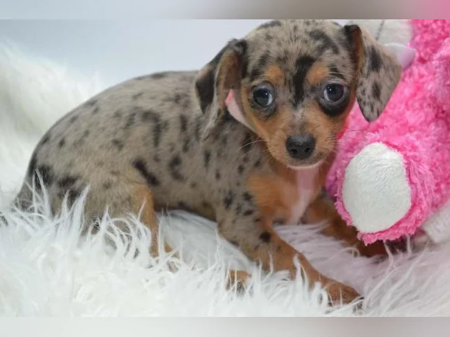 Chiot teckel croisé chihuahua FEMELLE thumbnail 3