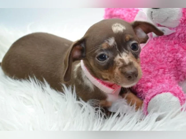 Chiot teckel croisé chihuahua FEMELLE thumbnail 2