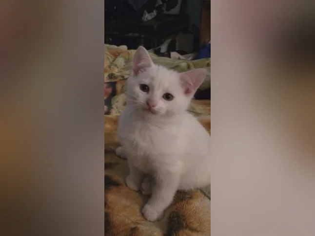Chaton de 3 mois thumbnail 8