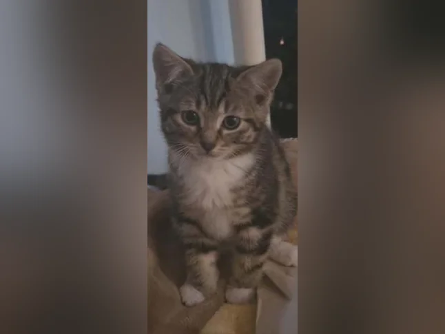 Chaton de 3 mois thumbnail 9