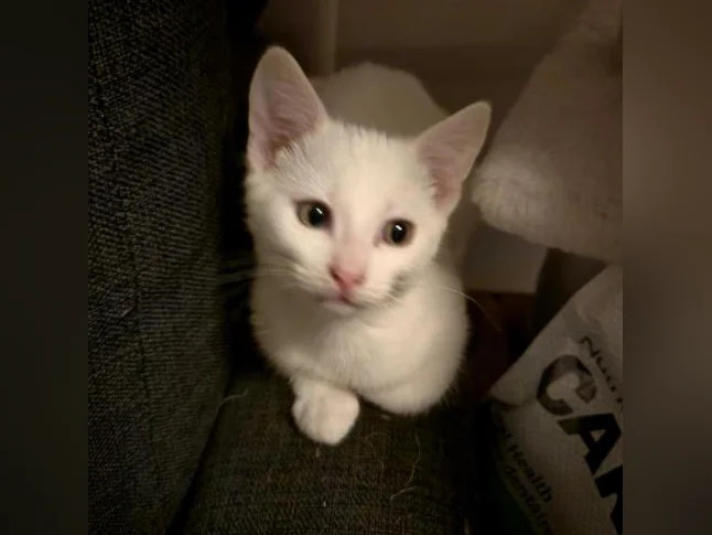 Chaton de 3 mois thumbnail 4