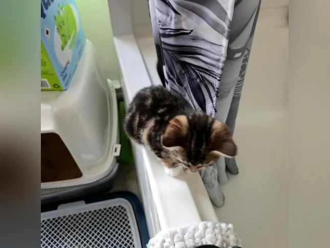 Chaton de 3 mois thumbnail 2