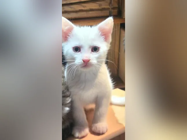 Chaton de 3 mois thumbnail 7