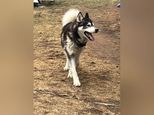 2 jeune mâle husky thumbnail 2