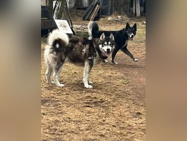 2 jeune mâle husky