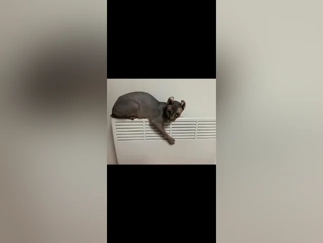 Chat SPHYNX elf thumbnail 4