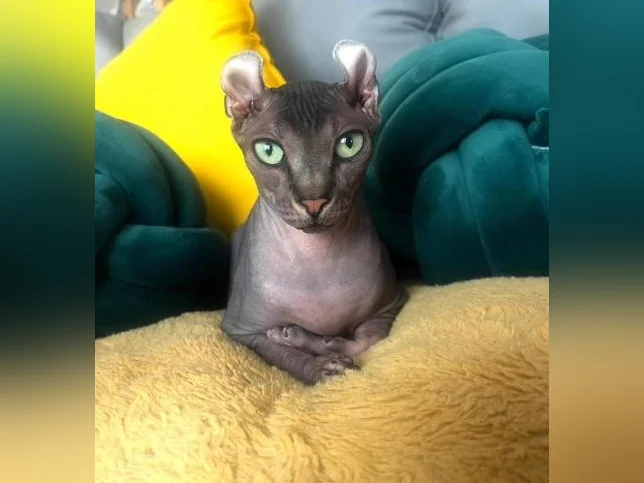 Chat SPHYNX elf thumbnail 2