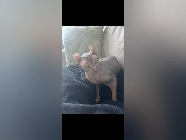 Chat SPHYNX elf thumbnail 3