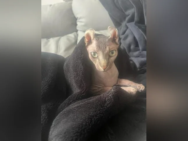 Chat SPHYNX elf