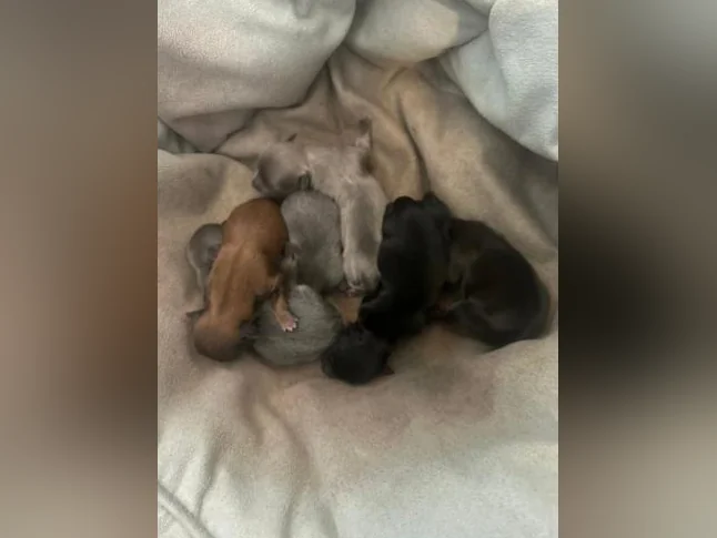 chihuahuas