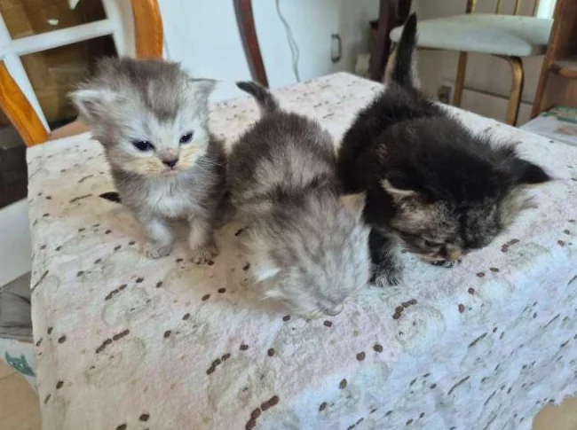 Bébés hymalayens