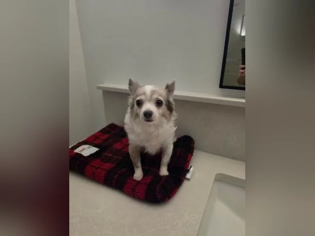 Magnifique chihuahua à vendre