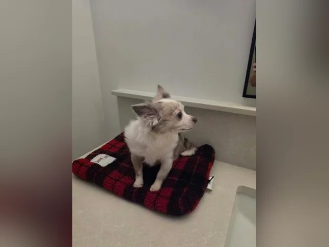 Magnifique chihuahua à vendre thumbnail 3