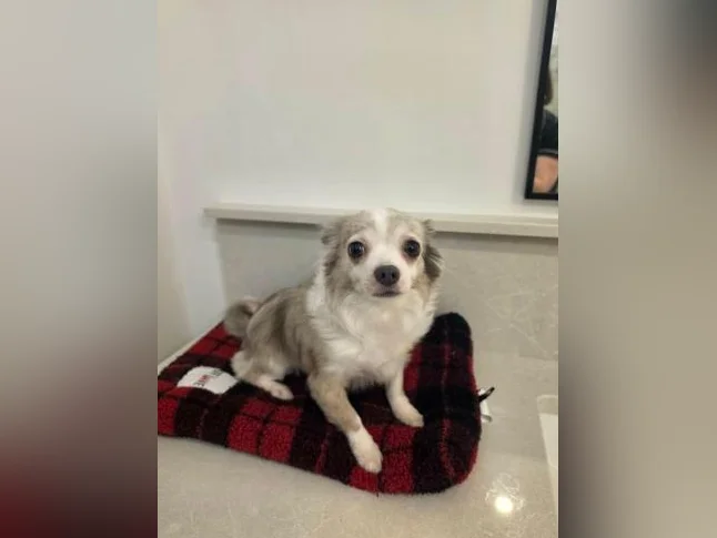 Magnifique chihuahua à vendre thumbnail 2