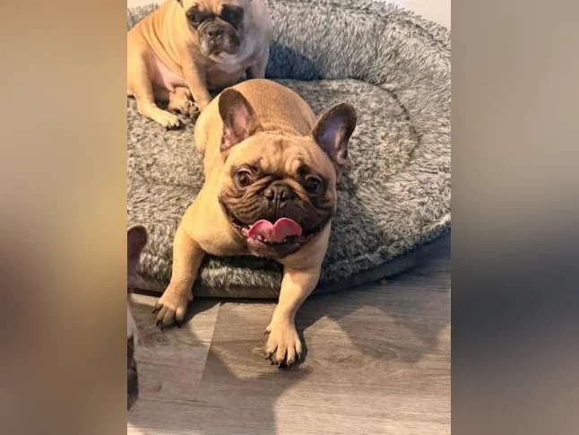 French bulldog thumbnail 2