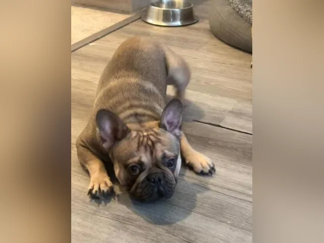 French bulldog thumbnail 3