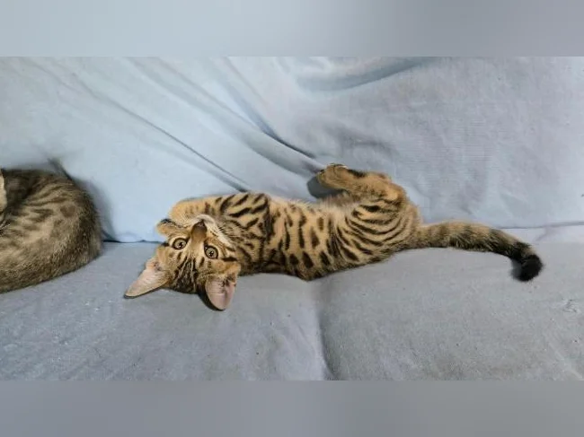 Chatons bengal vermifugés thumbnail 4