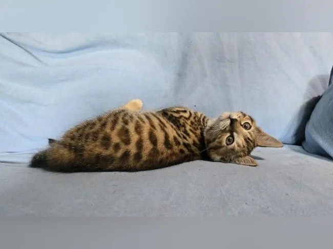 Chatons bengal vermifugés