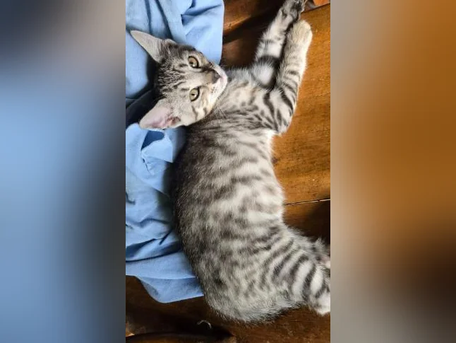 Chatons bengal vermifugés thumbnail 6