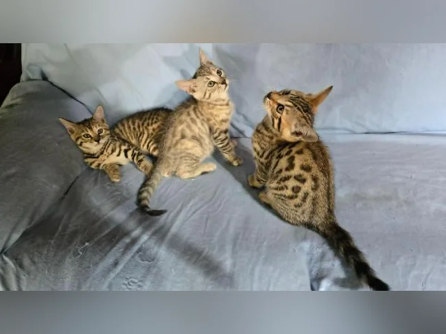 Chatons bengal vermifugés thumbnail 3