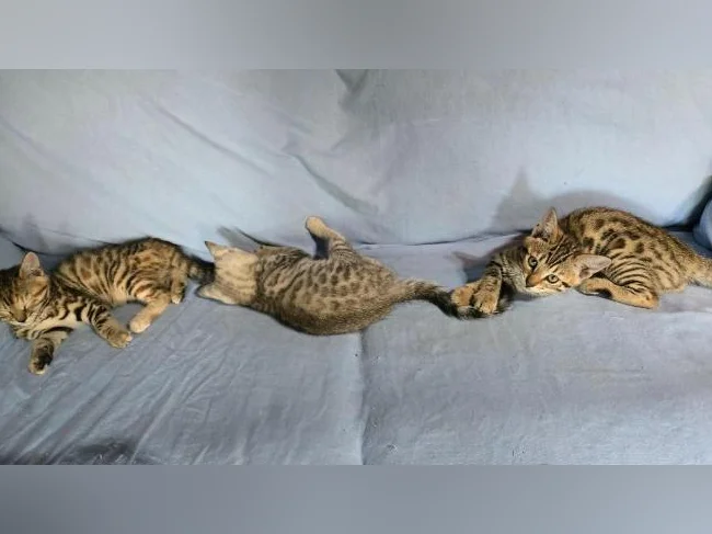 Chatons bengal vermifugés thumbnail 5