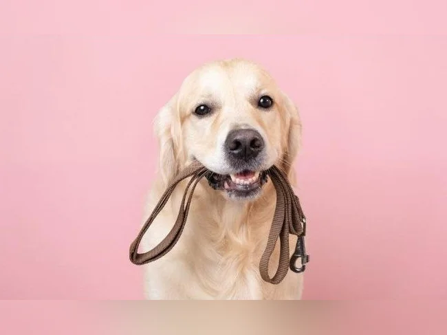 Promeneure de chien