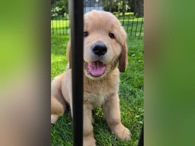 Golden retriever thumbnail 4