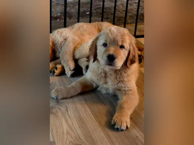 Golden retriever