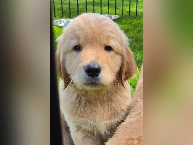 Golden retriever thumbnail 6