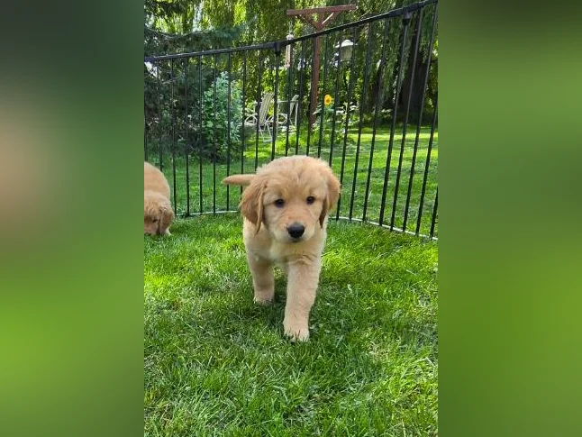 Golden retriever thumbnail 2