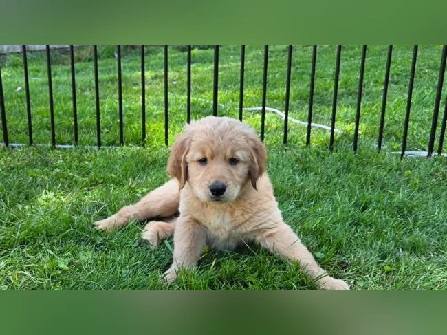 Golden retriever thumbnail 3