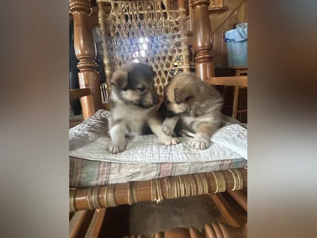 Chios husky croisé colley thumbnail 7