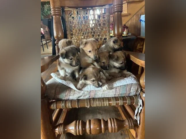 Chios husky croisé colley thumbnail 5
