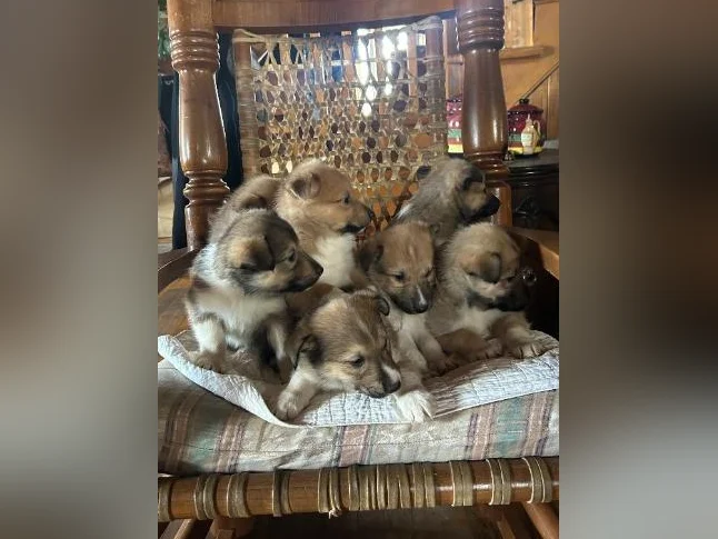 Chios husky croisé colley