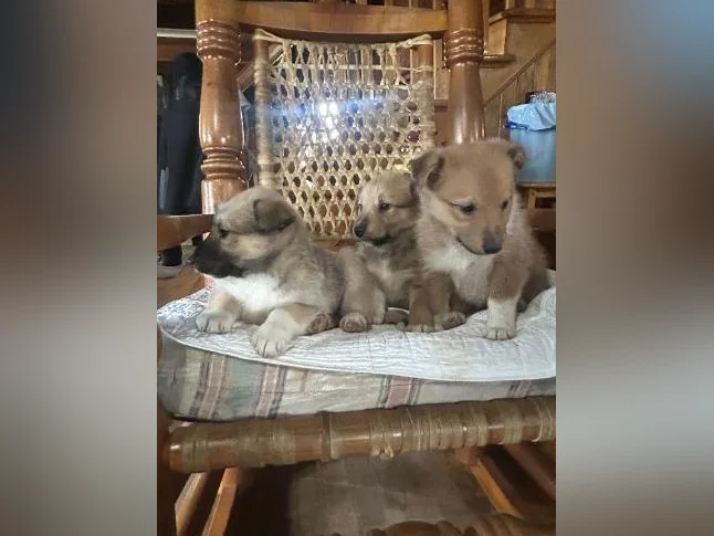 Chios husky croisé colley thumbnail 6