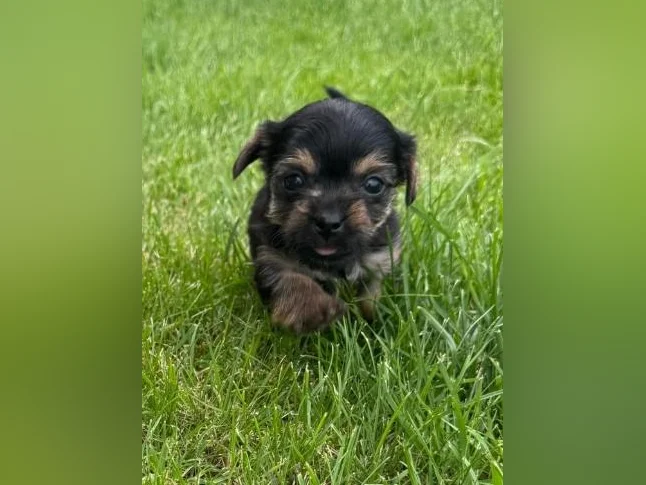 2 femelles 1 male teacup Yorkshire