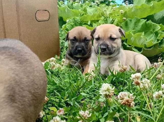 chiots Pitsky vaccinés et vermifugés thumbnail 4