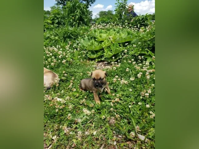chiots Pitsky vaccinés et vermifugés thumbnail 3