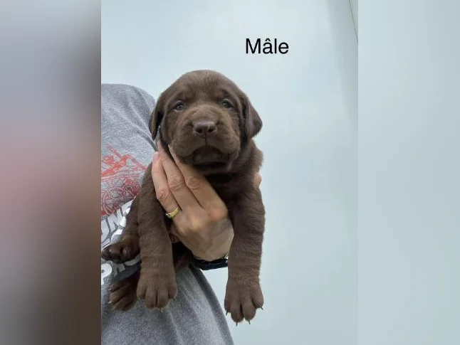 Labrador pure race thumbnail 2