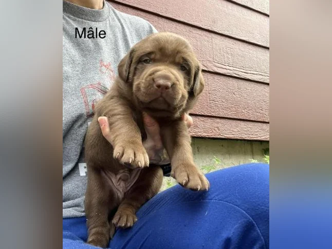 Labrador pure race thumbnail 3