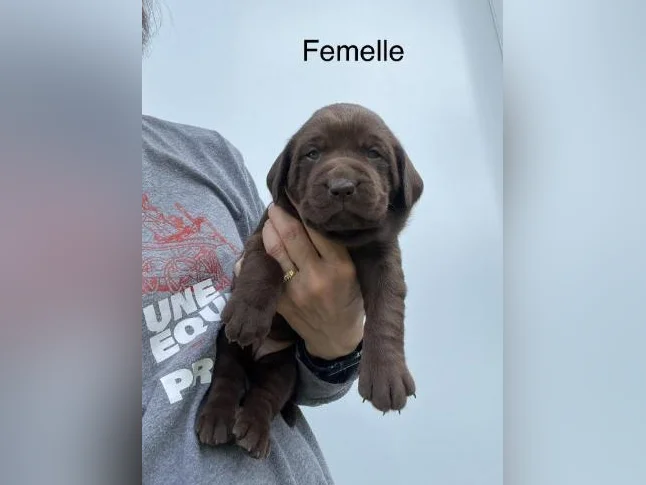 Labrador pure race thumbnail 5