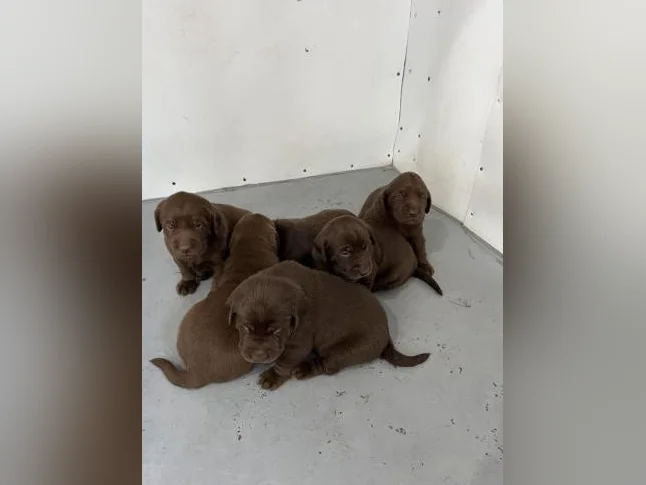 Labrador pure race